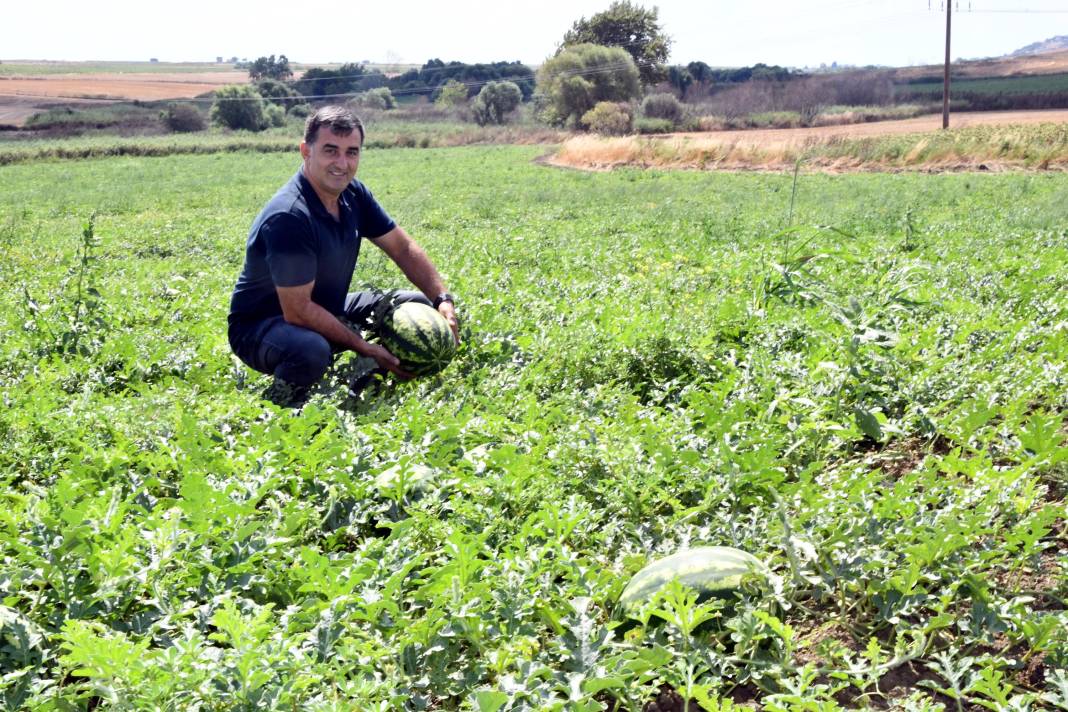 Karpuz hasadında kırmızı örümcek alarmı! Üretici zararda 9